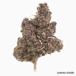 Flower | 'Purple Indoor' | CBD