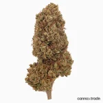Flower | 'Tangerine' | CBD